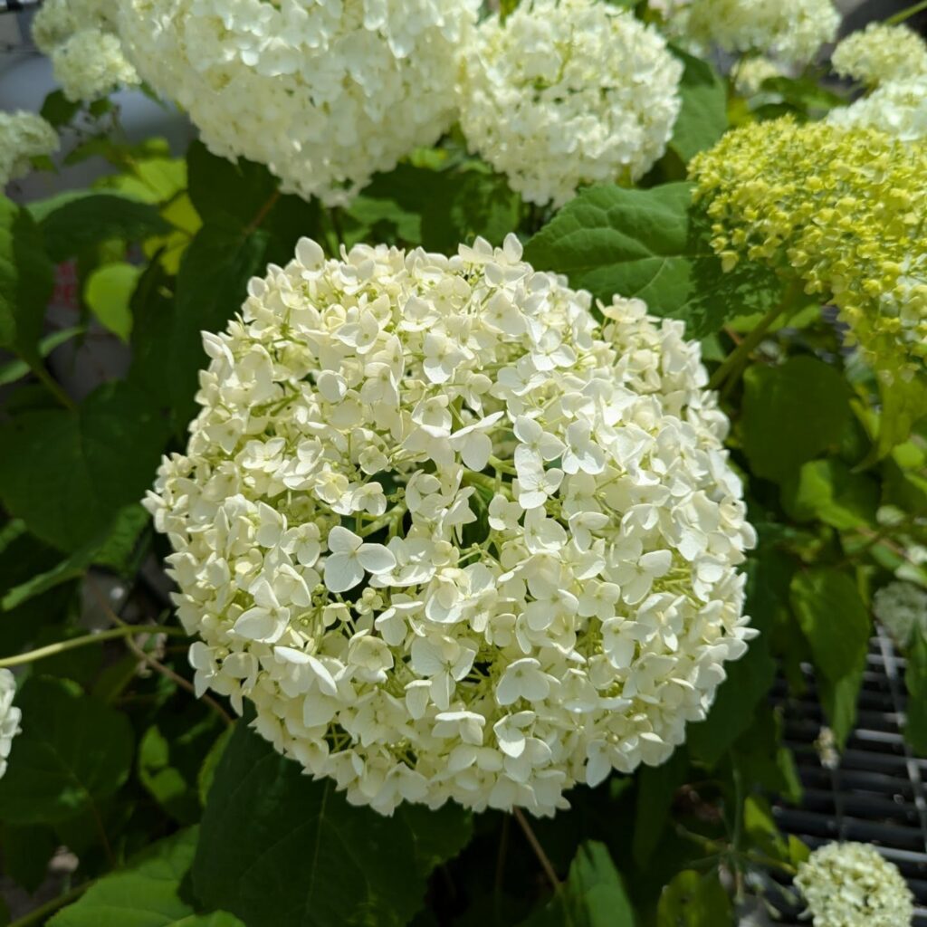 プレゼントを持って